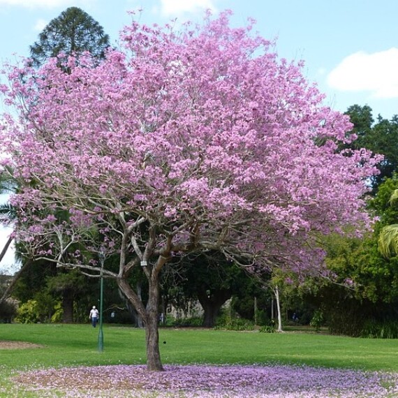 tabebuia-rosea.jpg